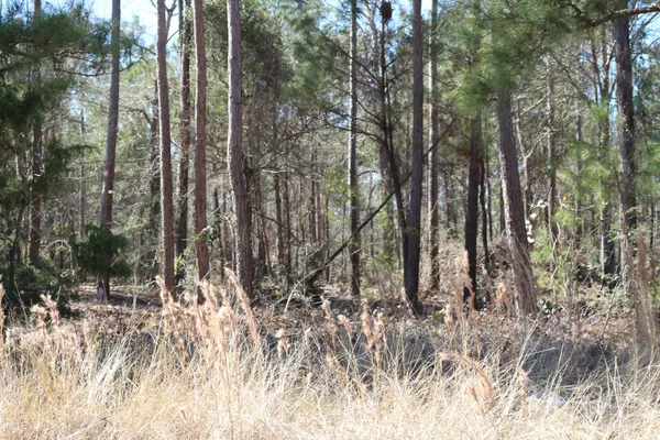 a view of a forest with a tree in the background
