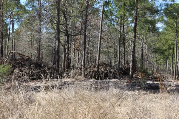 a view of a forest with trees in the background