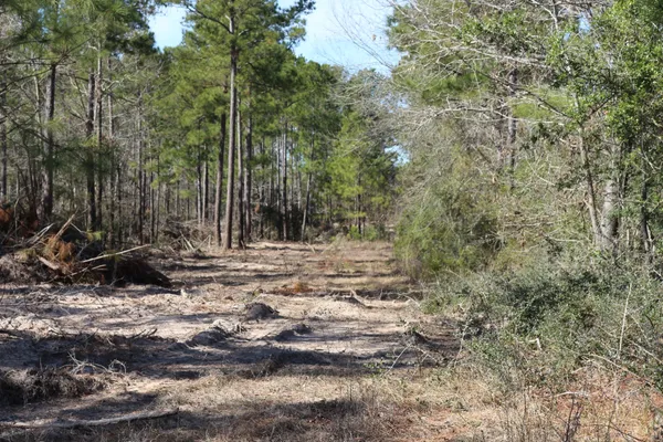 a view of a yard with plants and trees