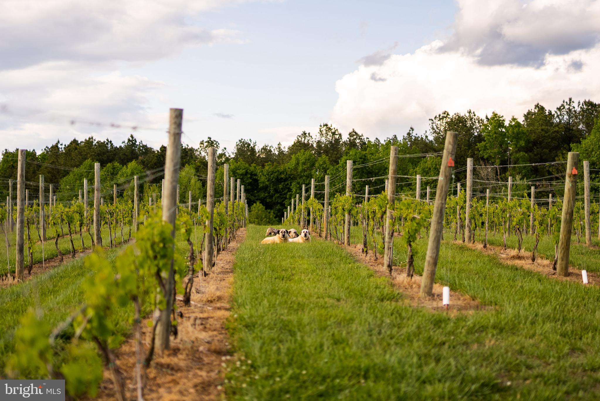 6887 Blenheim Road Scottsville, VA 24590 - Photo 38 of 49