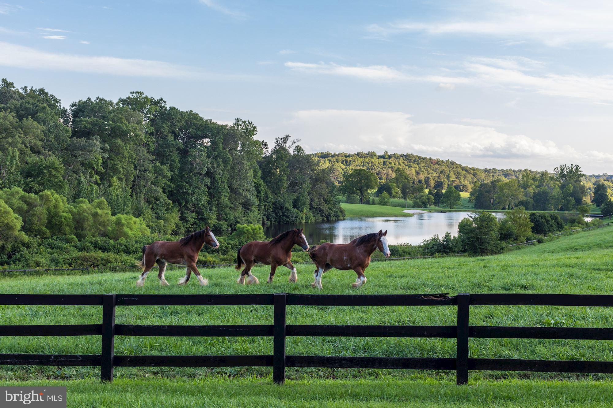 6887 Blenheim Road Scottsville, VA 24590 - Photo 41 of 49 Pastoral Perfection