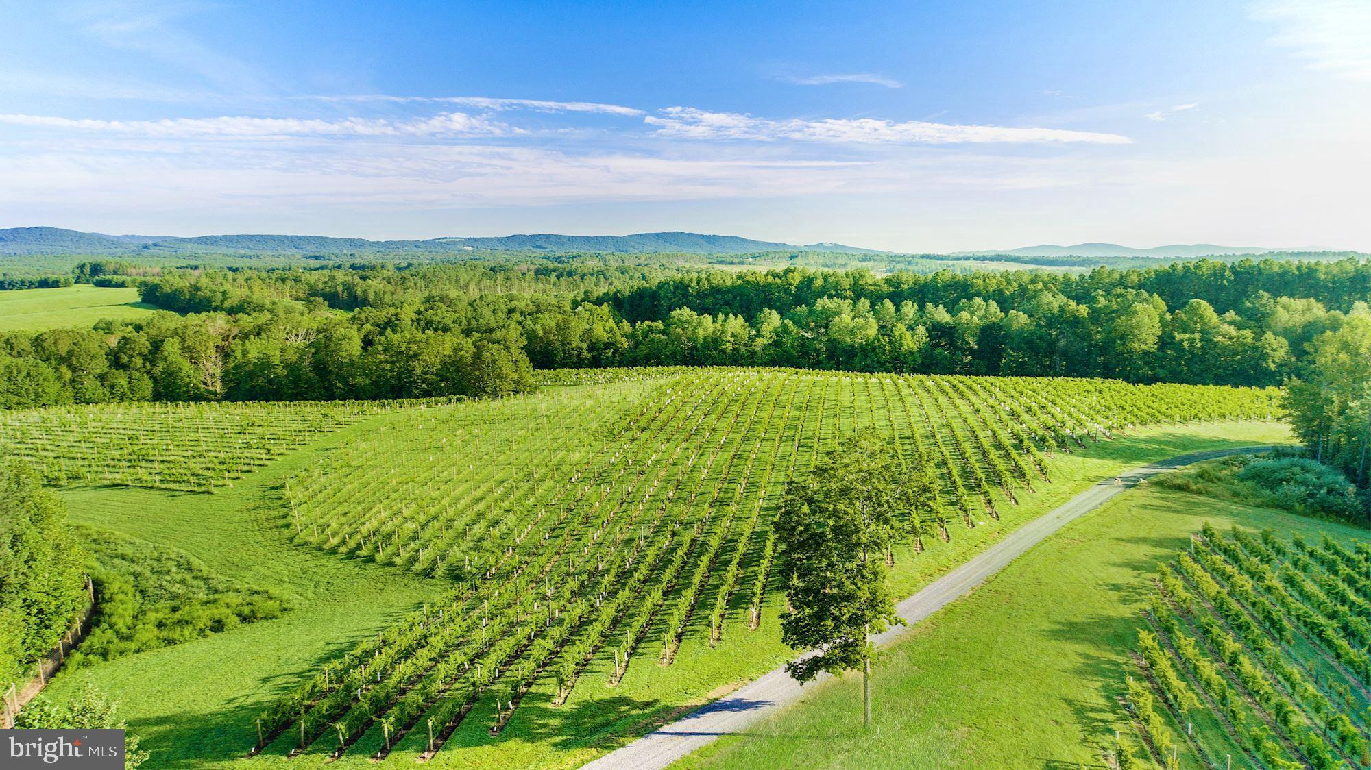 6887 Blenheim Road Scottsville, VA 24590 - Photo 42 of 49 Your Very Own Vineyard