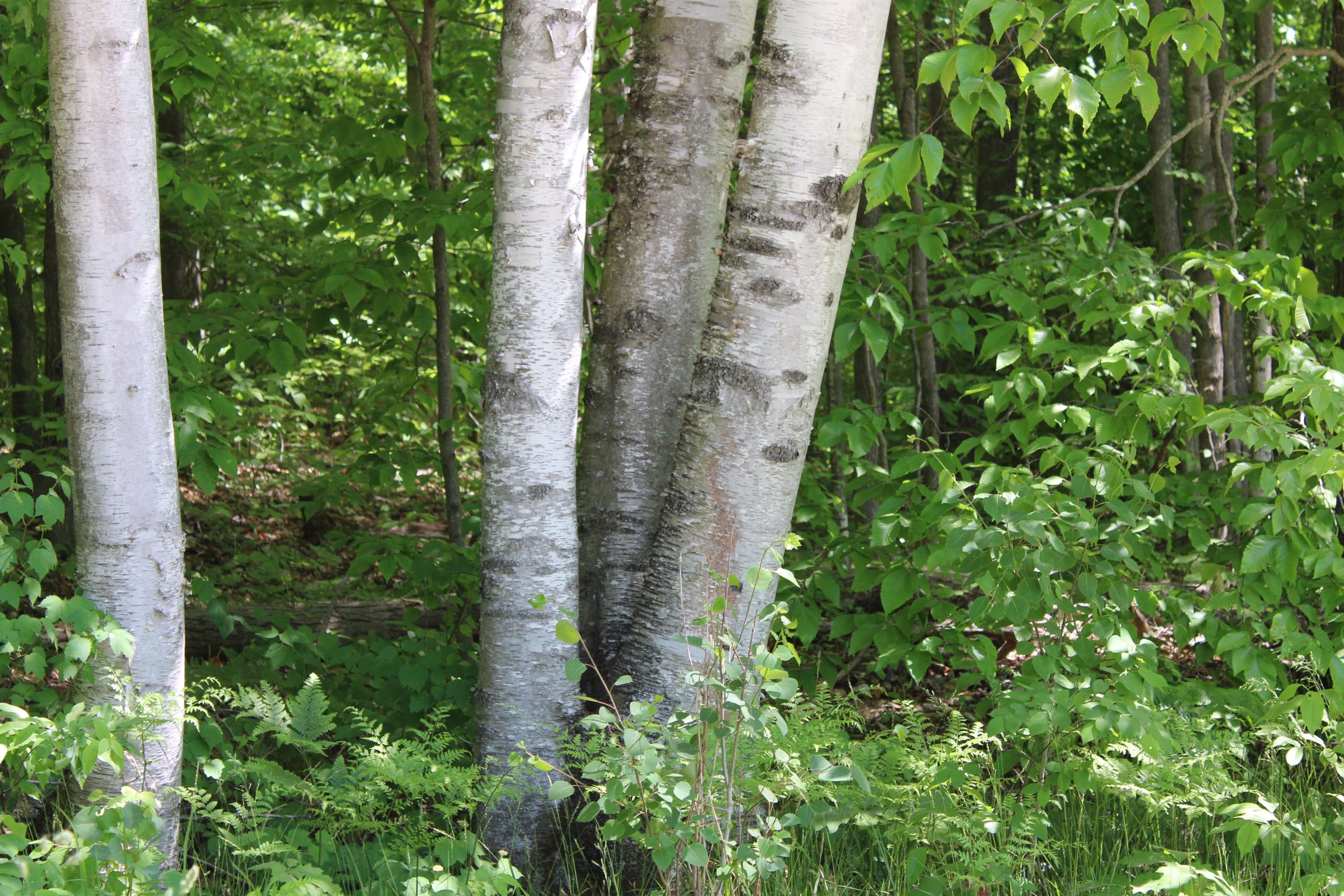 Vl Squaw Lake Road Kalkaska, MI 49646 - Photo 1 of 21