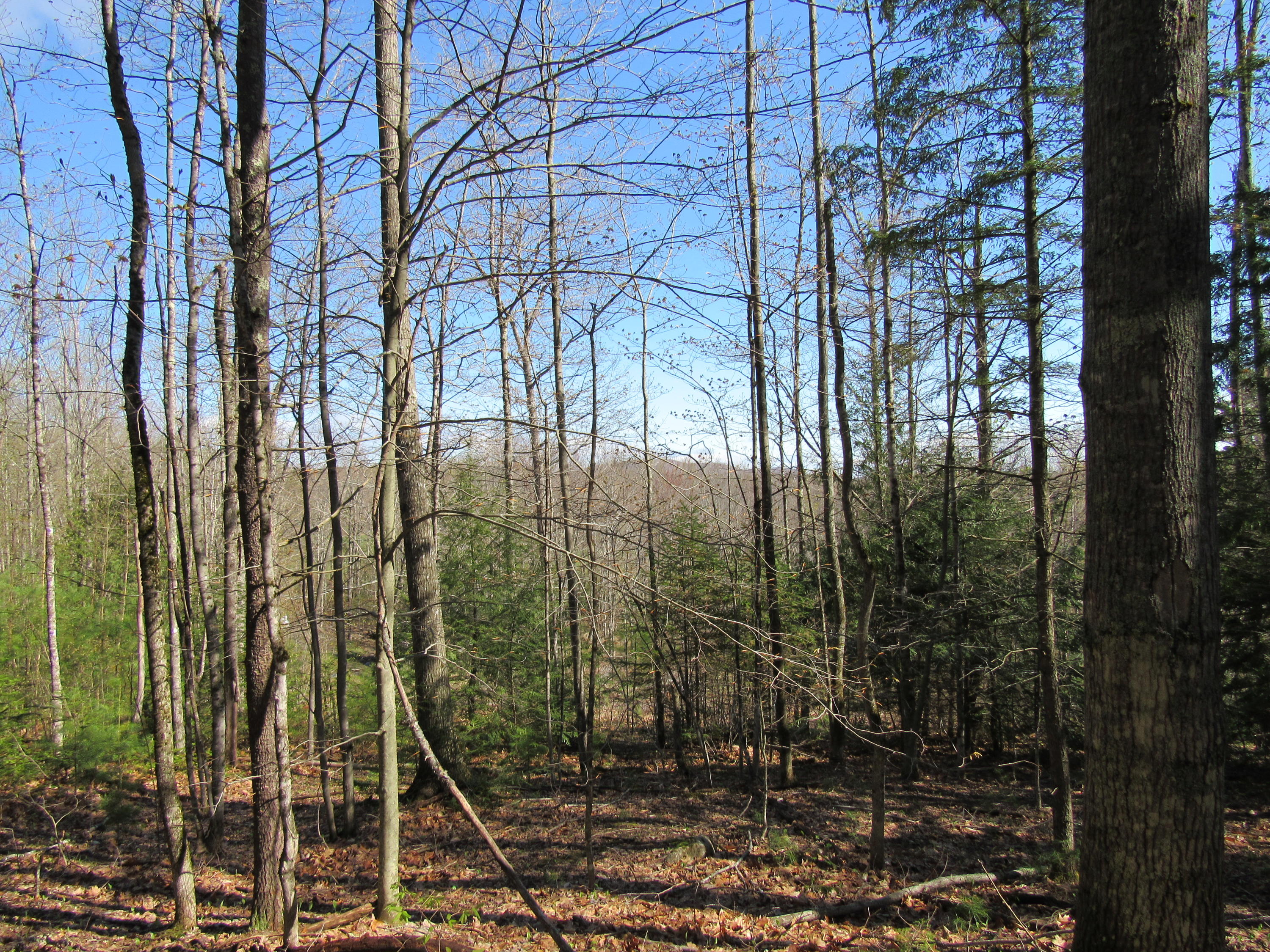 Tbd Tbd North Rd Mount Mount Vernon, ME 04352 - Photo 12 of 18 IMG_0957