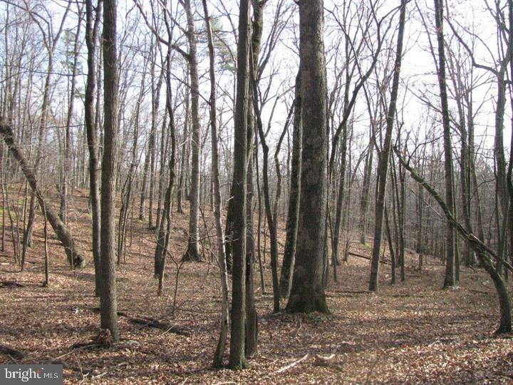 1419 Paul's Woods Road Delray, WV 26714 - Photo 60 of 105 a view of outdoor space with lots of trees