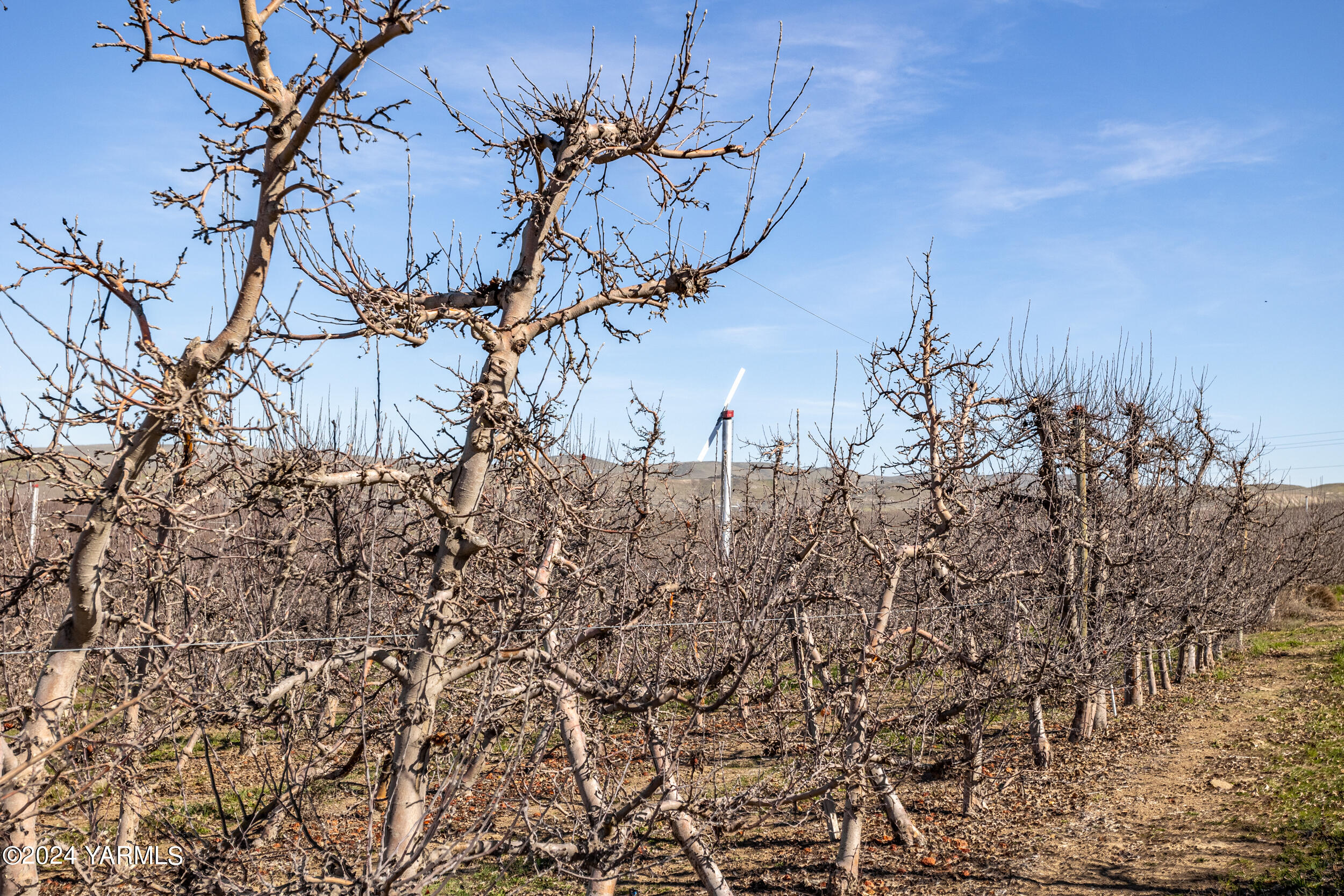 4851 Lombard Loop Road Zillah, WA 98953 - Photo 15 of 42 a view of a yard with a tree