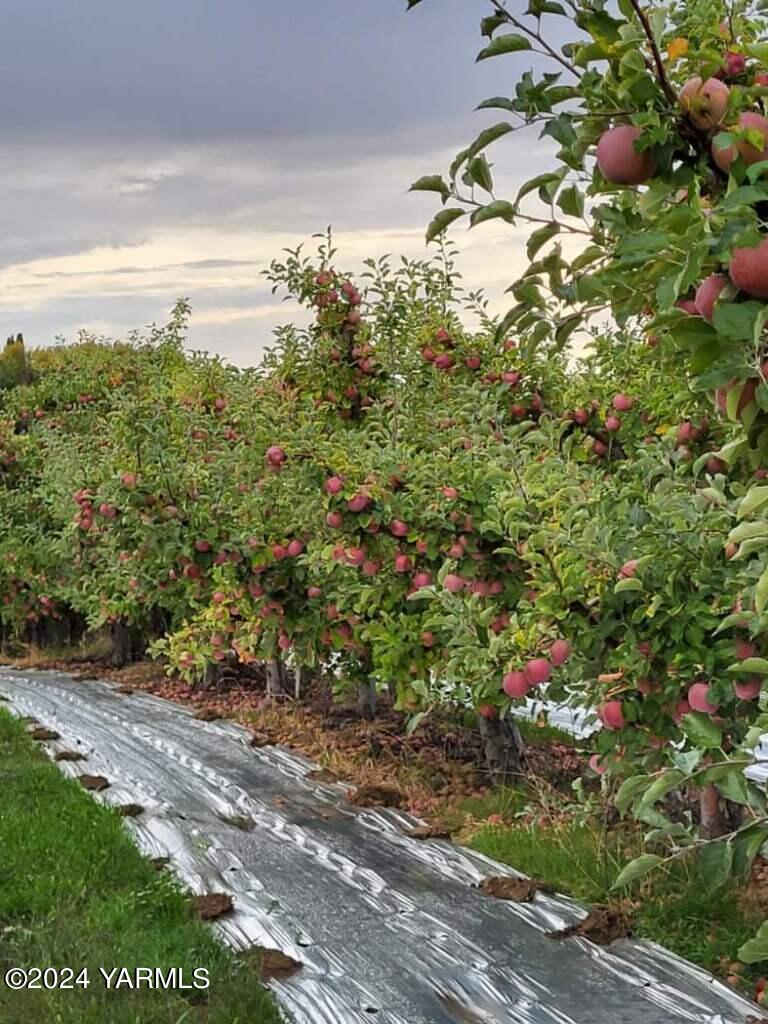 4851 Lombard Loop Road Zillah, WA 98953 - Photo 16 of 42 a view of a yard with plants and large trees