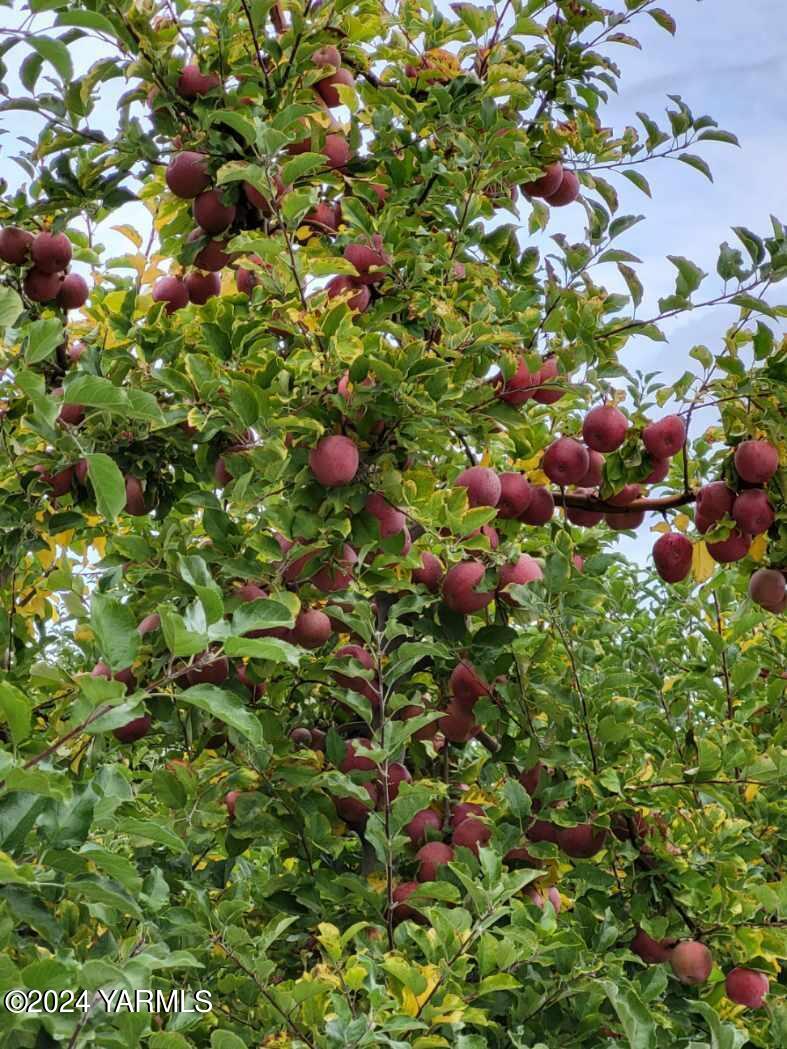 4851 Lombard Loop Road Zillah, WA 98953 - Photo 17 of 42 a view of flowers in bunch