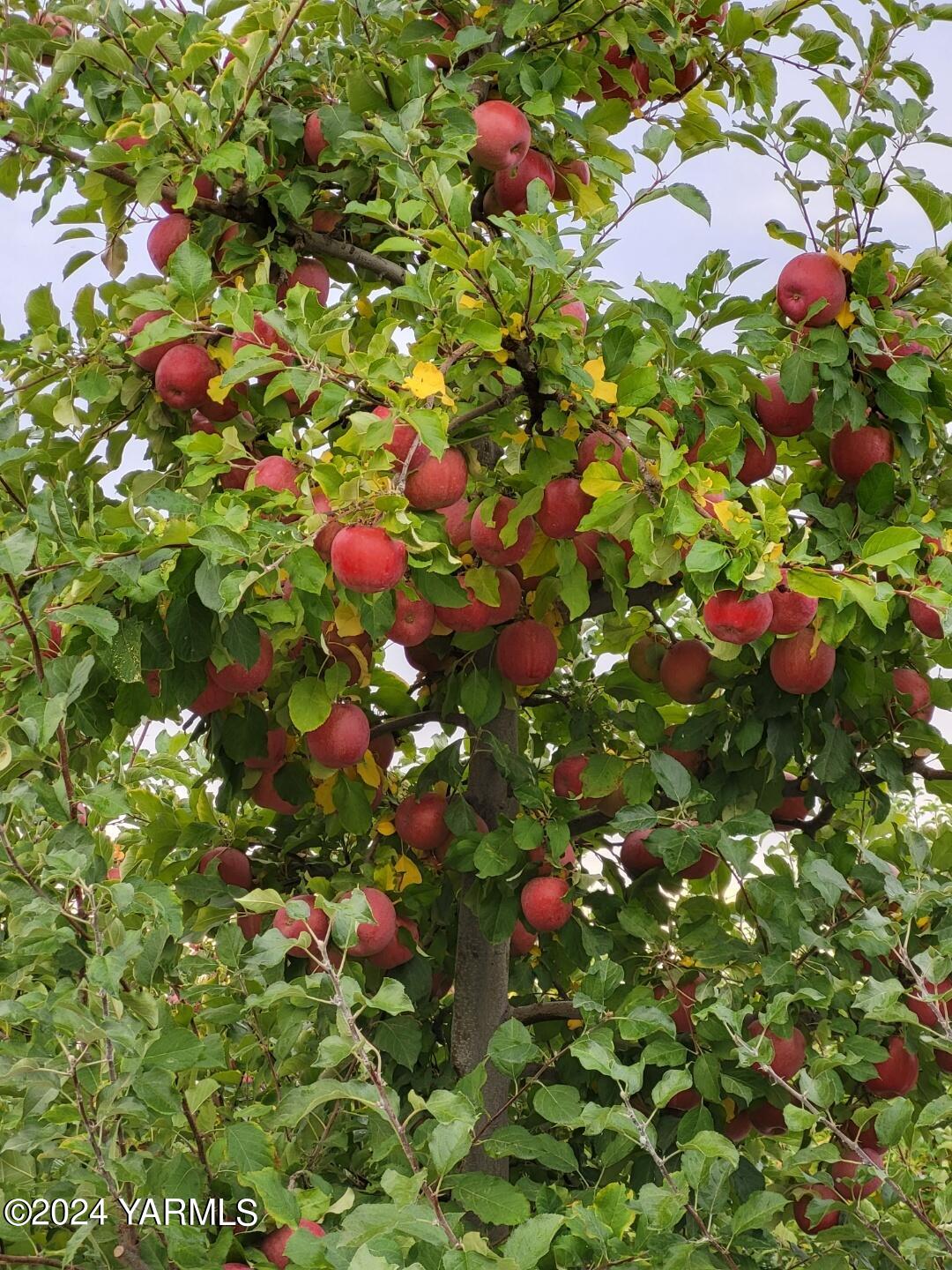 4851 Lombard Loop Road Zillah, WA 98953 - Photo 18 of 42 a bunch of flowers