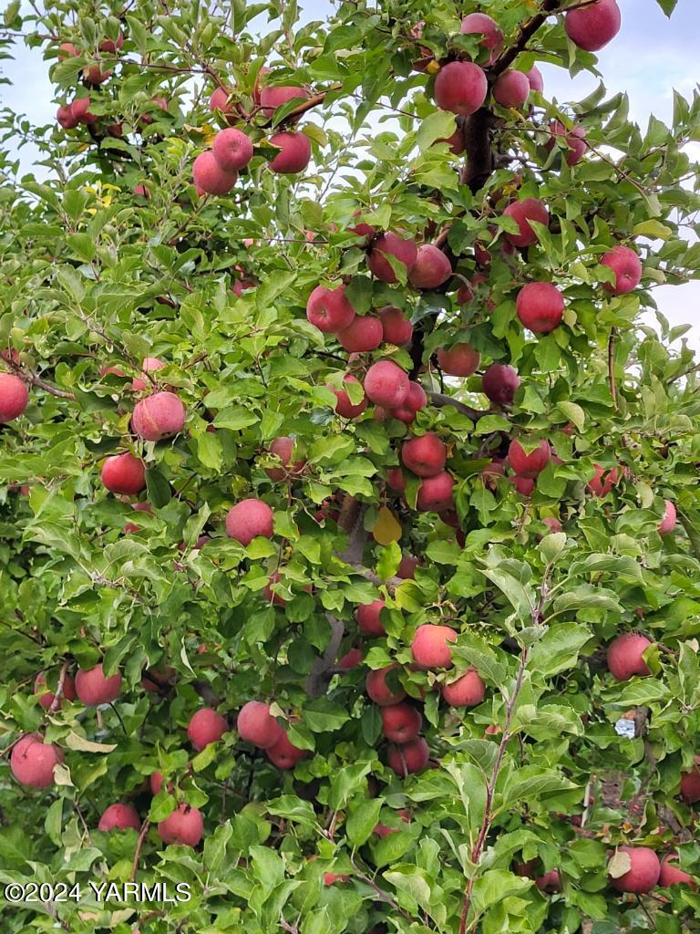 4851 Lombard Loop Road Zillah, WA 98953 - Photo 19 of 42 a view of a flower