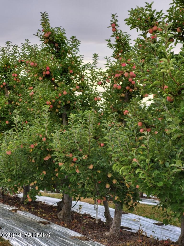 4851 Lombard Loop Road Zillah, WA 98953 - Photo 20 of 42