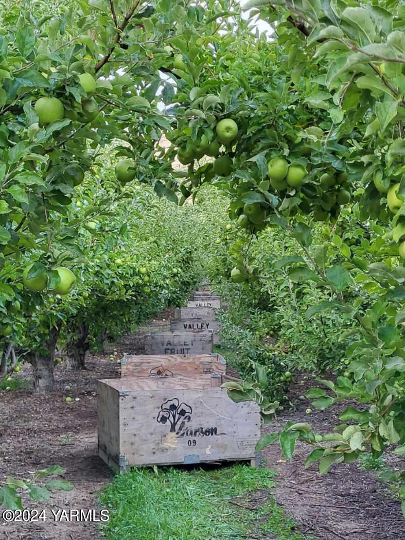 4851 Lombard Loop Road Zillah, WA 98953 - Photo 21 of 42 a view of a tree with a park