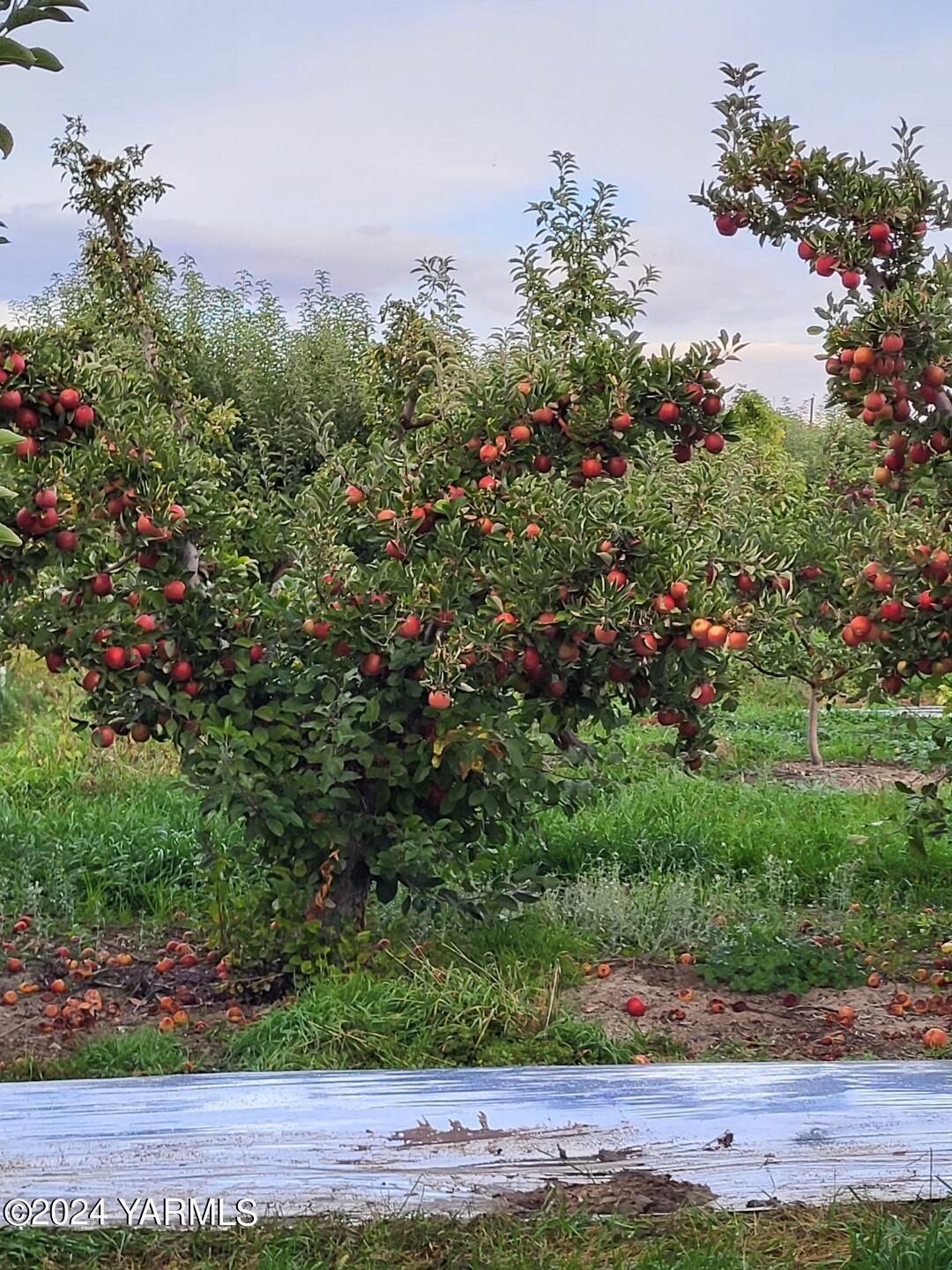 4851 Lombard Loop Road Zillah, WA 98953 - Photo 22 of 42 an aerial view of a houses with yard
