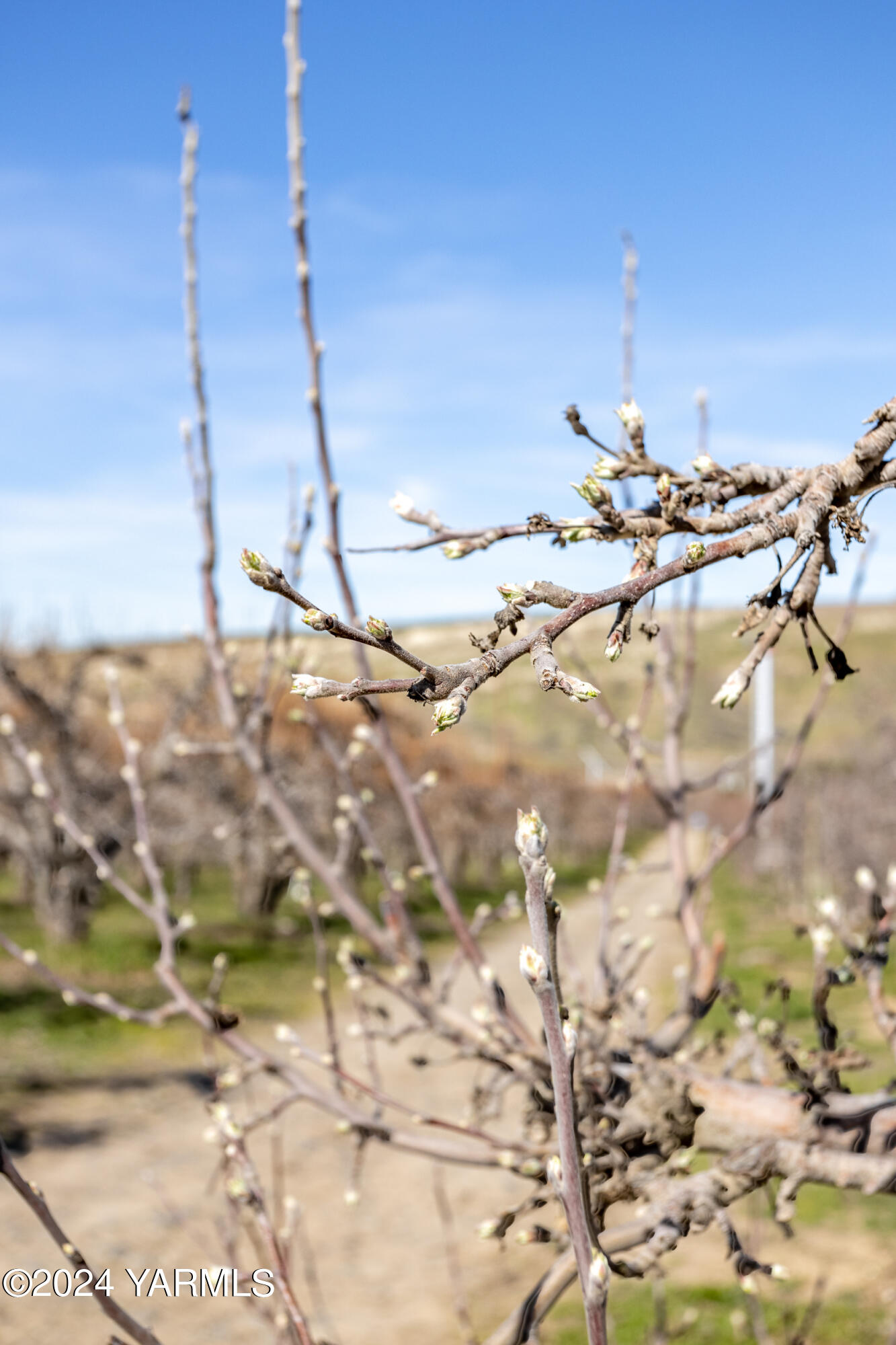 4851 Lombard Loop Road Zillah, WA 98953 - Photo 25 of 42 a view of a lake