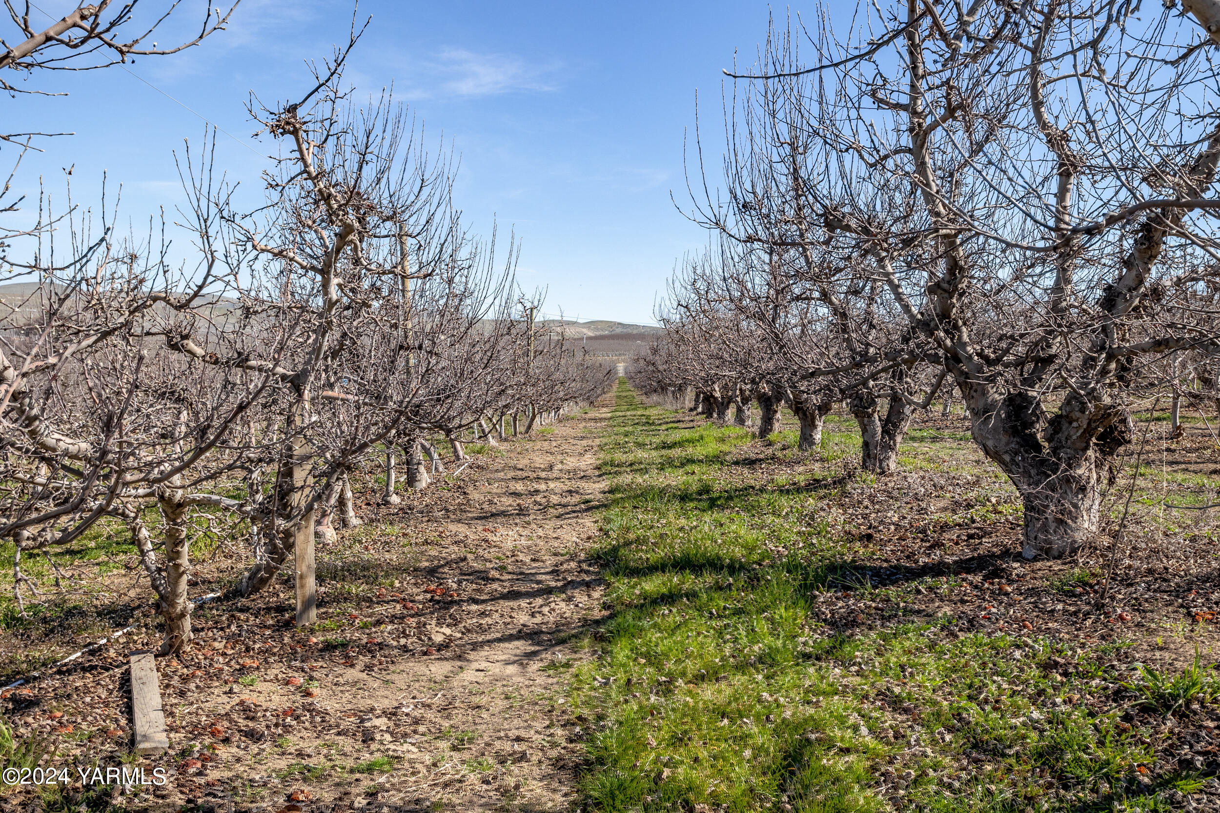 4851 Lombard Loop Road Zillah, WA 98953 - Photo 29 of 42 a view of a yard with large trees
