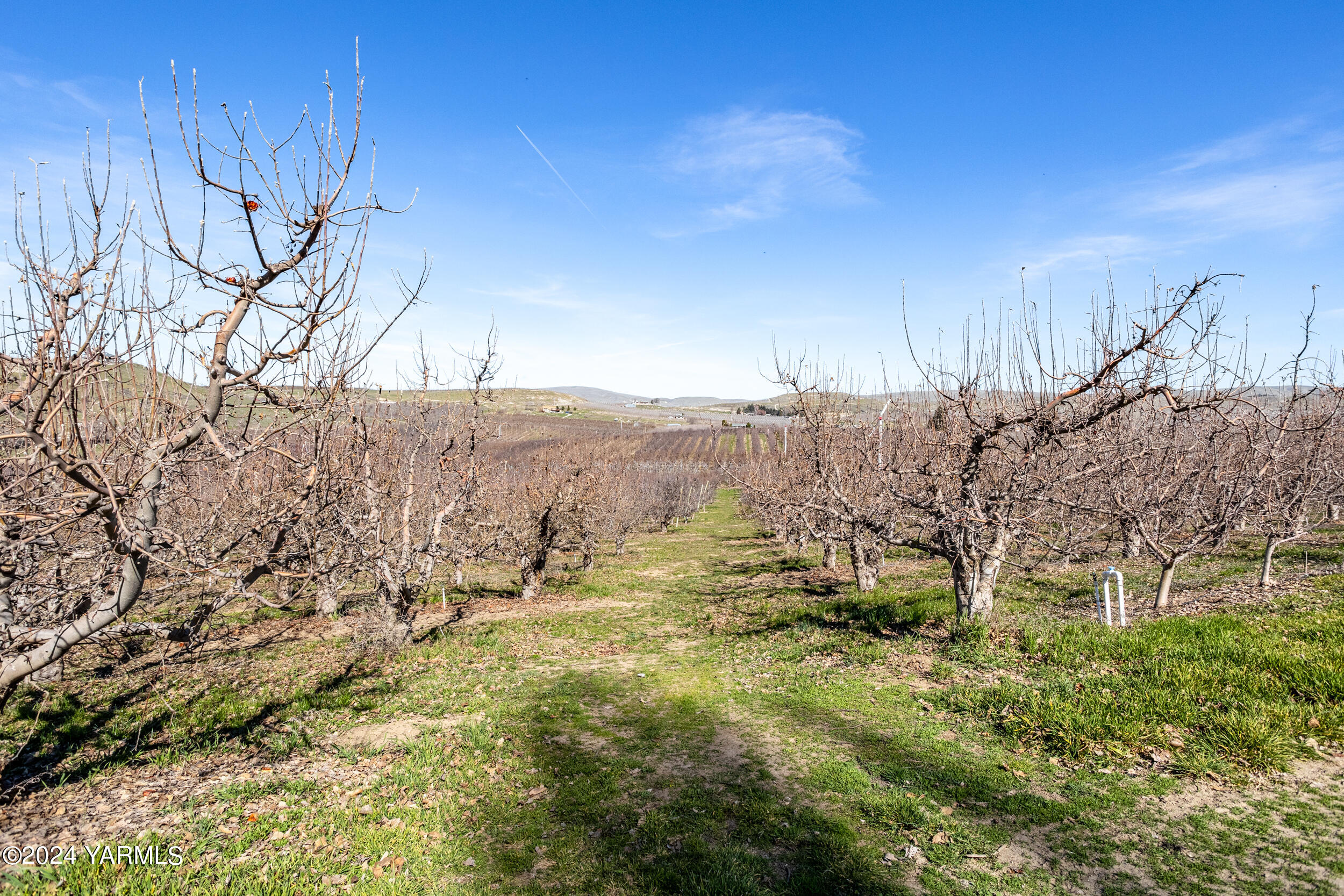 4851 Lombard Loop Road Zillah, WA 98953 - Photo 30 of 42 a view of outdoor space and trees all around