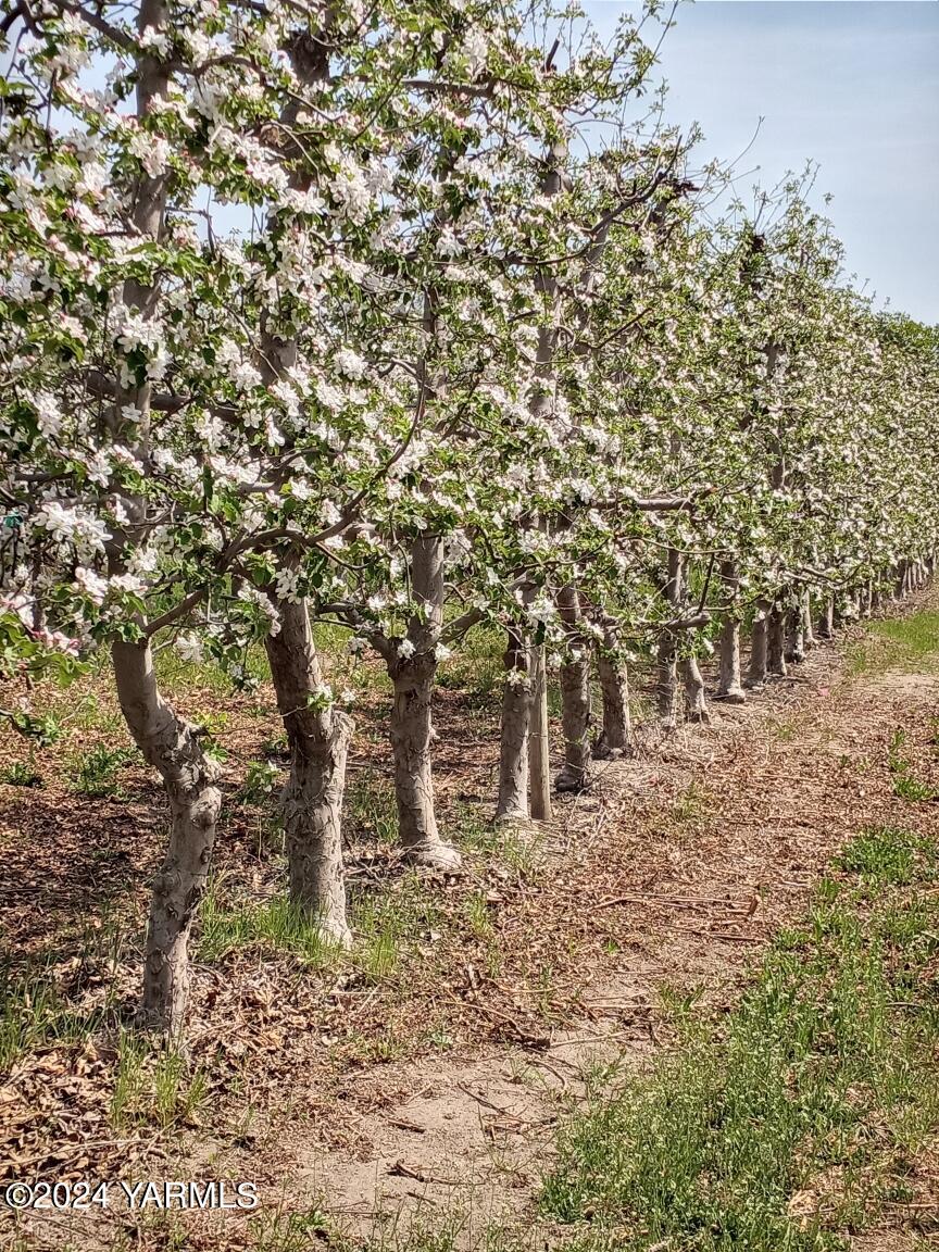4851 Lombard Loop Road Zillah, WA 98953 - Photo 4 of 42