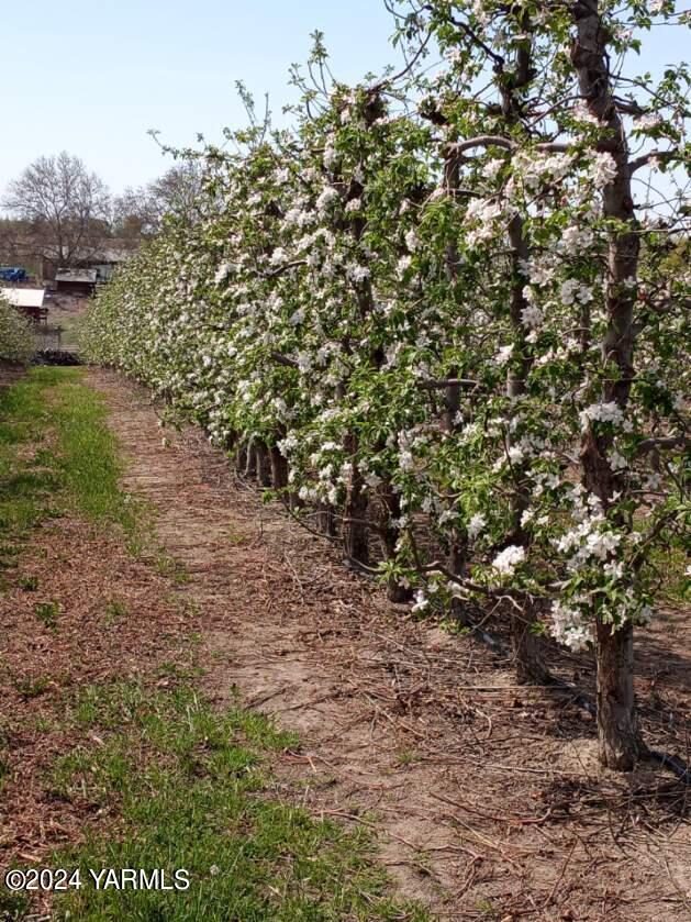 4851 Lombard Loop Road Zillah, WA 98953 - Photo 6 of 42 a view of a yard with plants and trees