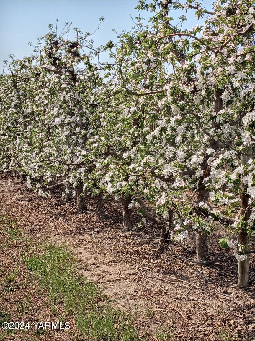 4851 Lombard Loop Road Zillah, WA 98953 - Photo 7 of 42