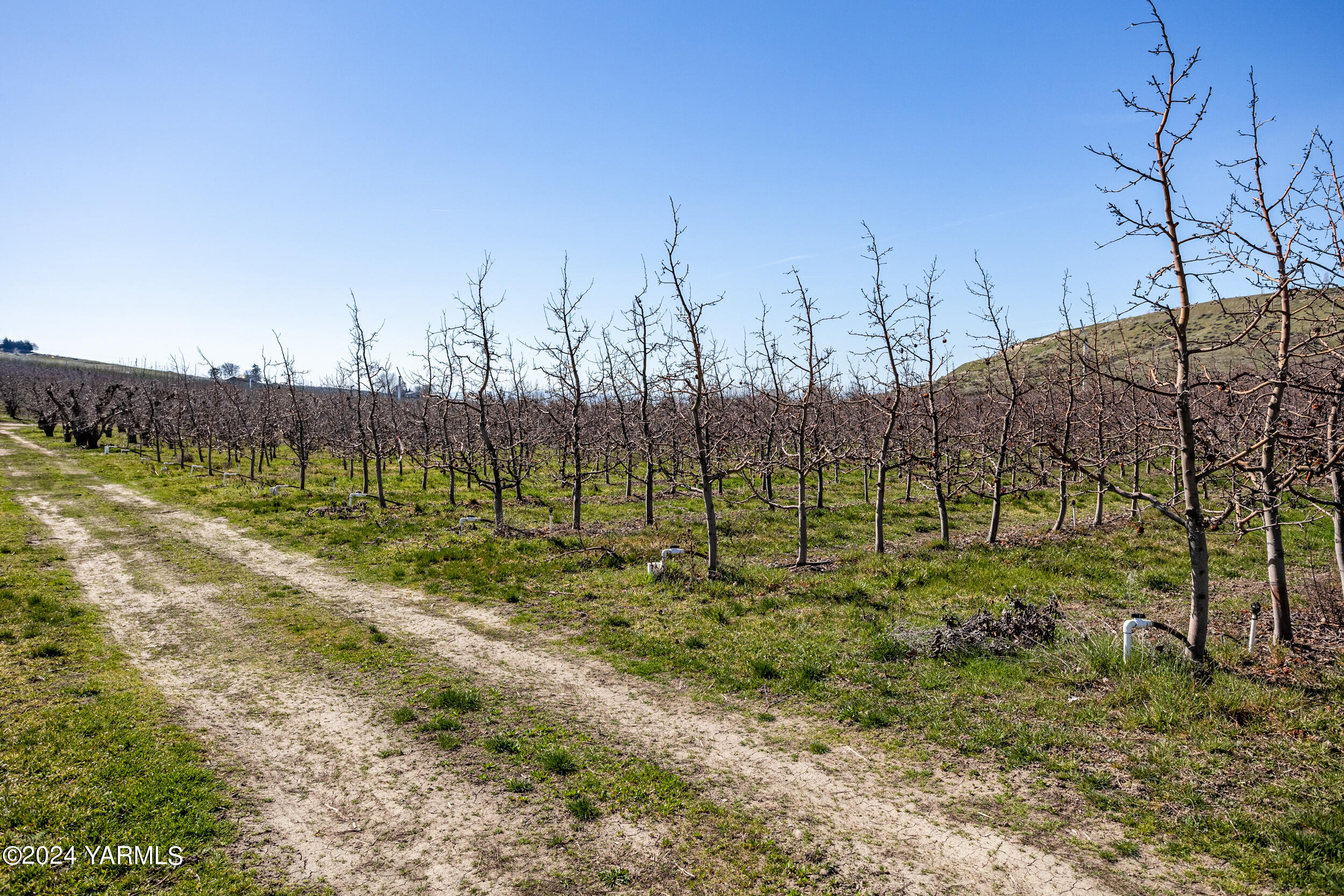 4851 Lombard Loop Road Zillah, WA 98953 - Photo 8 of 42 a view of a back yard