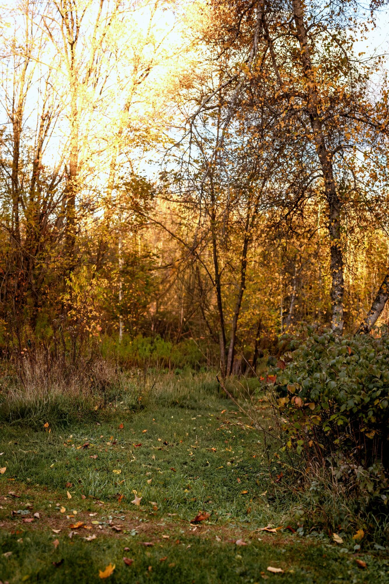 48 Main Road Charleston, ME 04422 - Photo 77 of 84 Backyard10