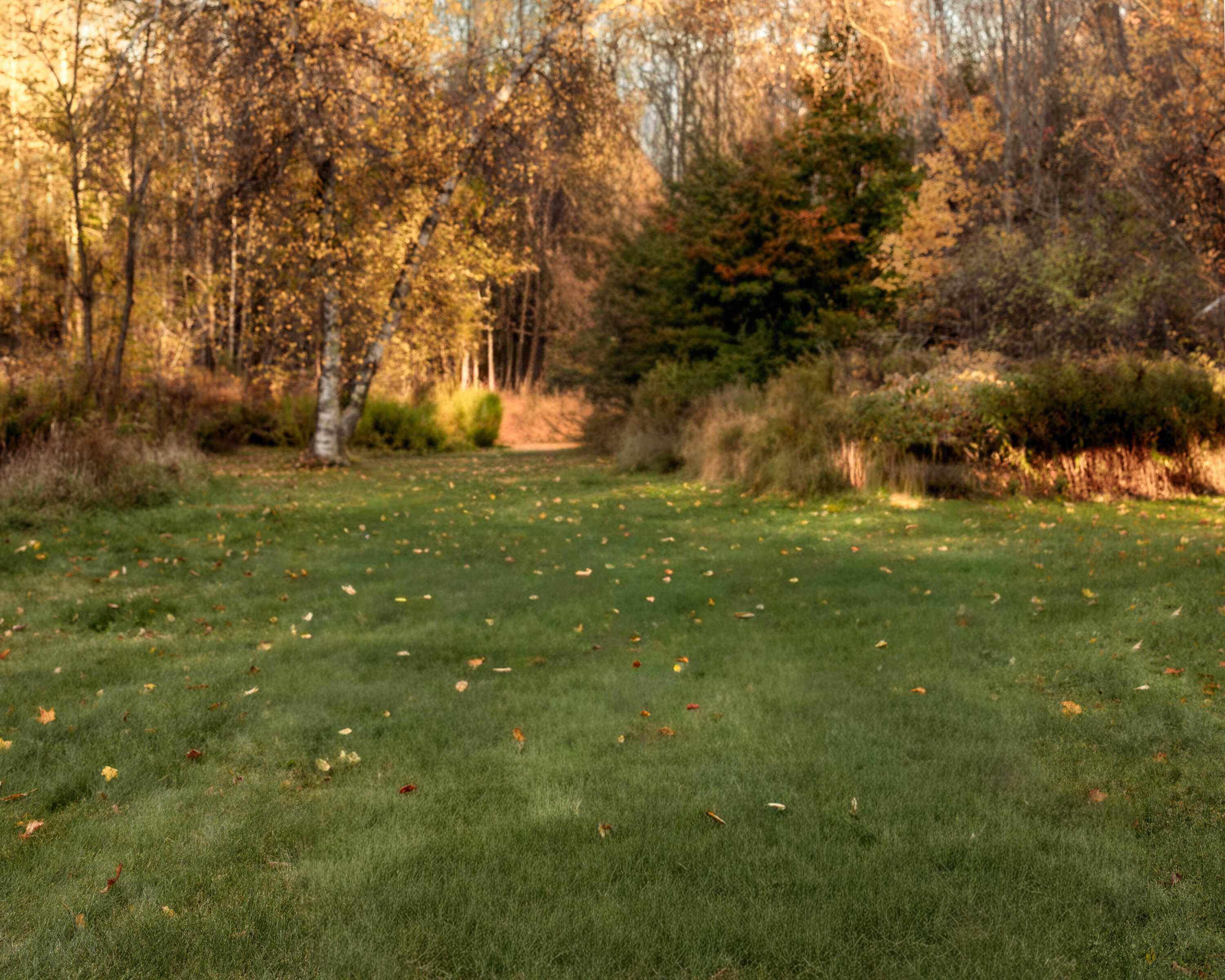 48 Main Road Charleston, ME 04422 - Photo 78 of 84 Backyard9 (1)