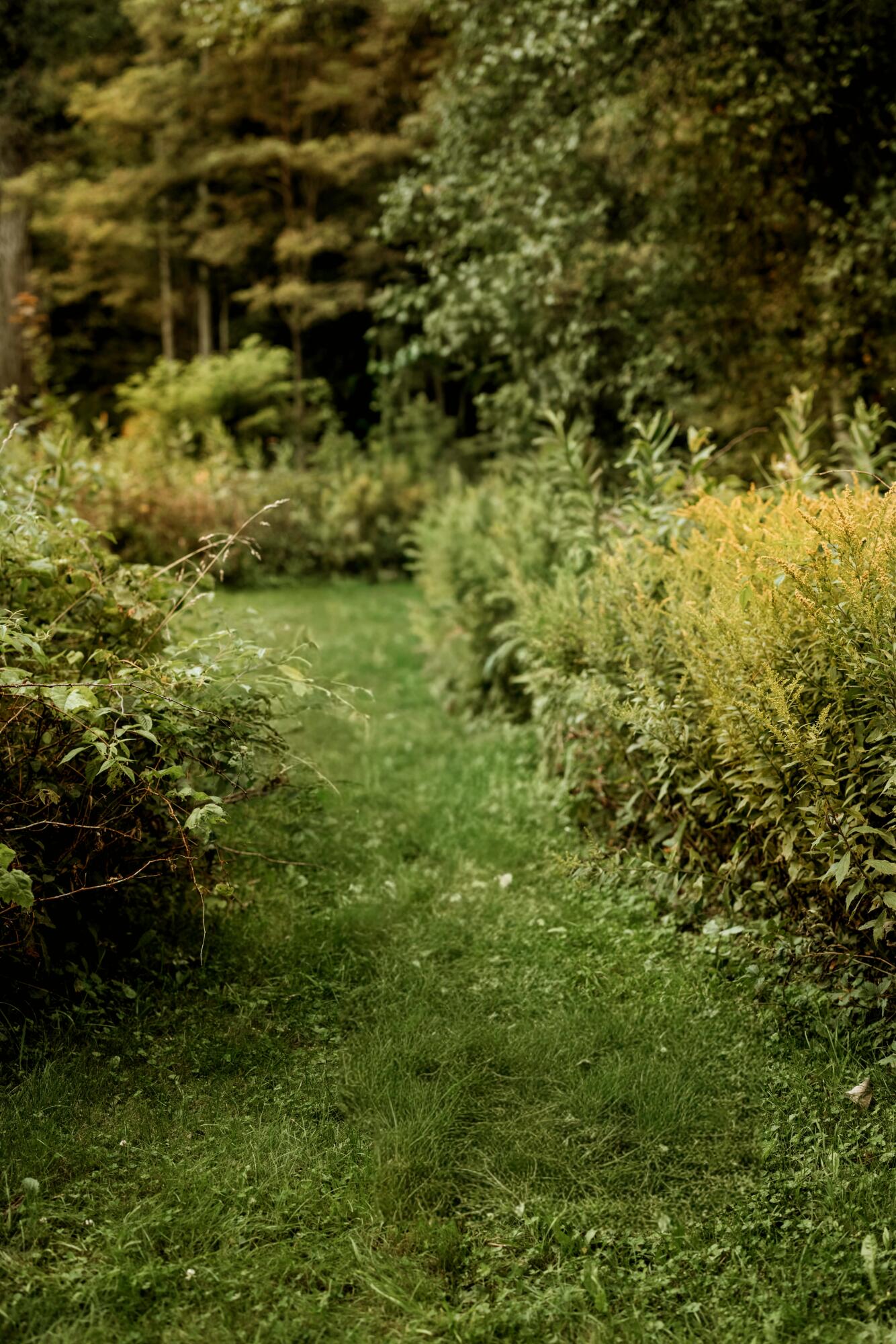 48 Main Road Charleston, ME 04422 - Photo 80 of 84 Backyard7