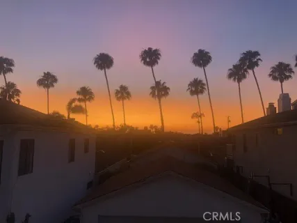 a view of a palm tree from a backyard