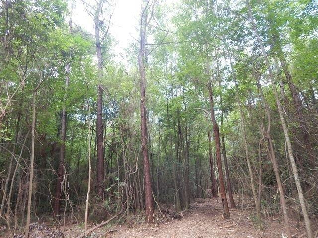 0 Cousan Road Loranger, LA 70446 - Photo 3 of 24 Gallery Image 3