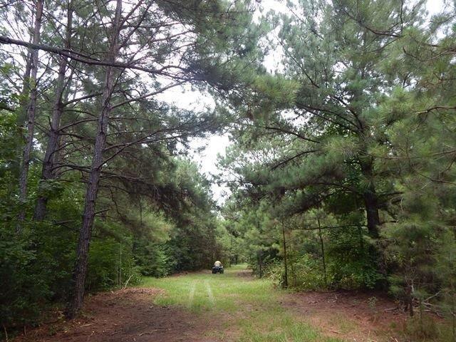 0 Cousan Road Loranger, LA 70446 - Photo 5 of 24 Gallery Image 5