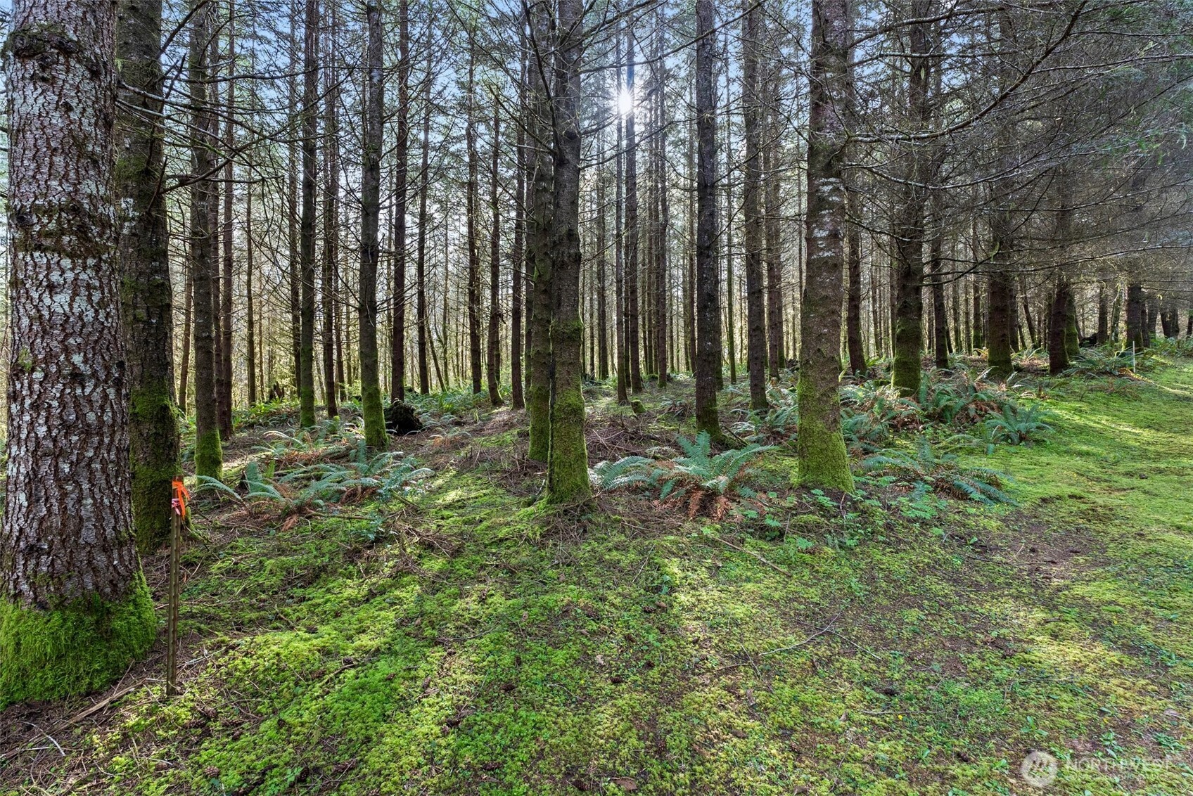-xx South Fork Road Raymond, WA 98577 - Photo 2 of 19 Gallery Image 2