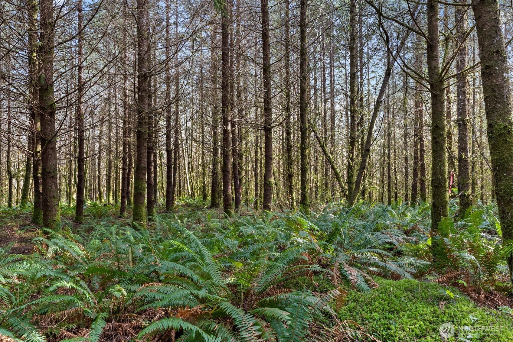 -xx South Fork Road Raymond, WA 98577 - Photo 3 of 19 Gallery Image 3
