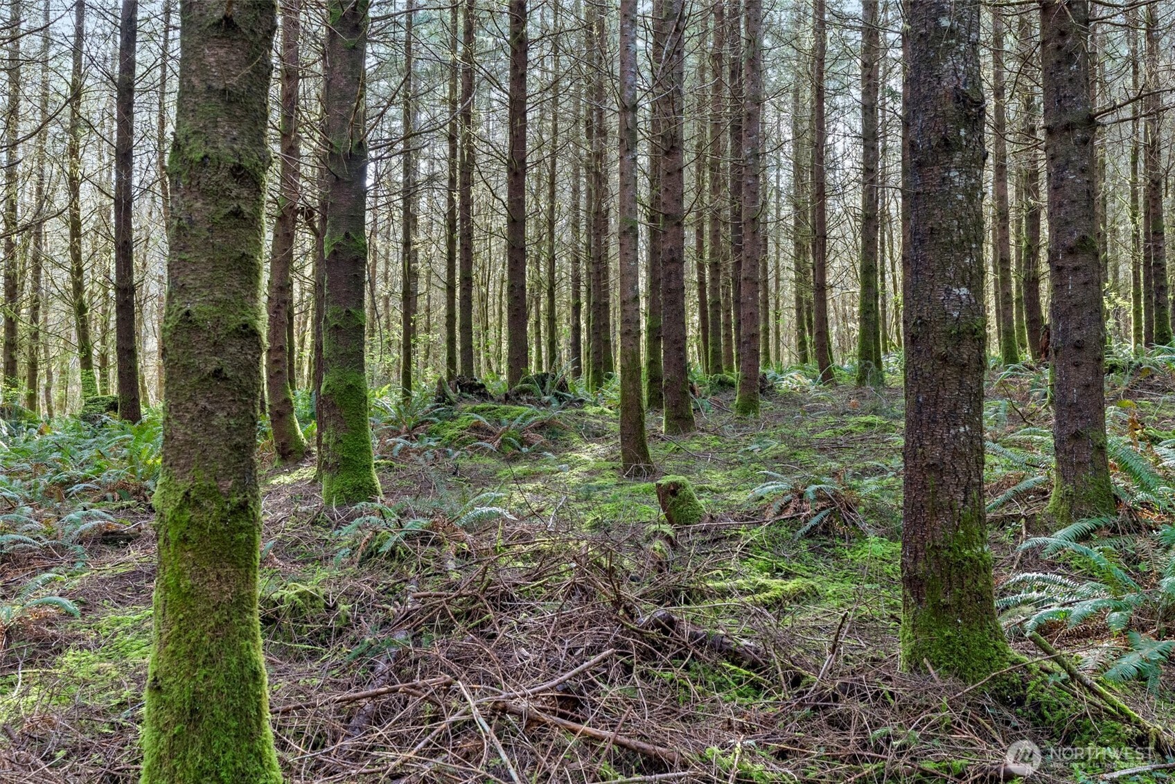 -xx South Fork Road Raymond, WA 98577 - Photo 4 of 19 Gallery Image 4