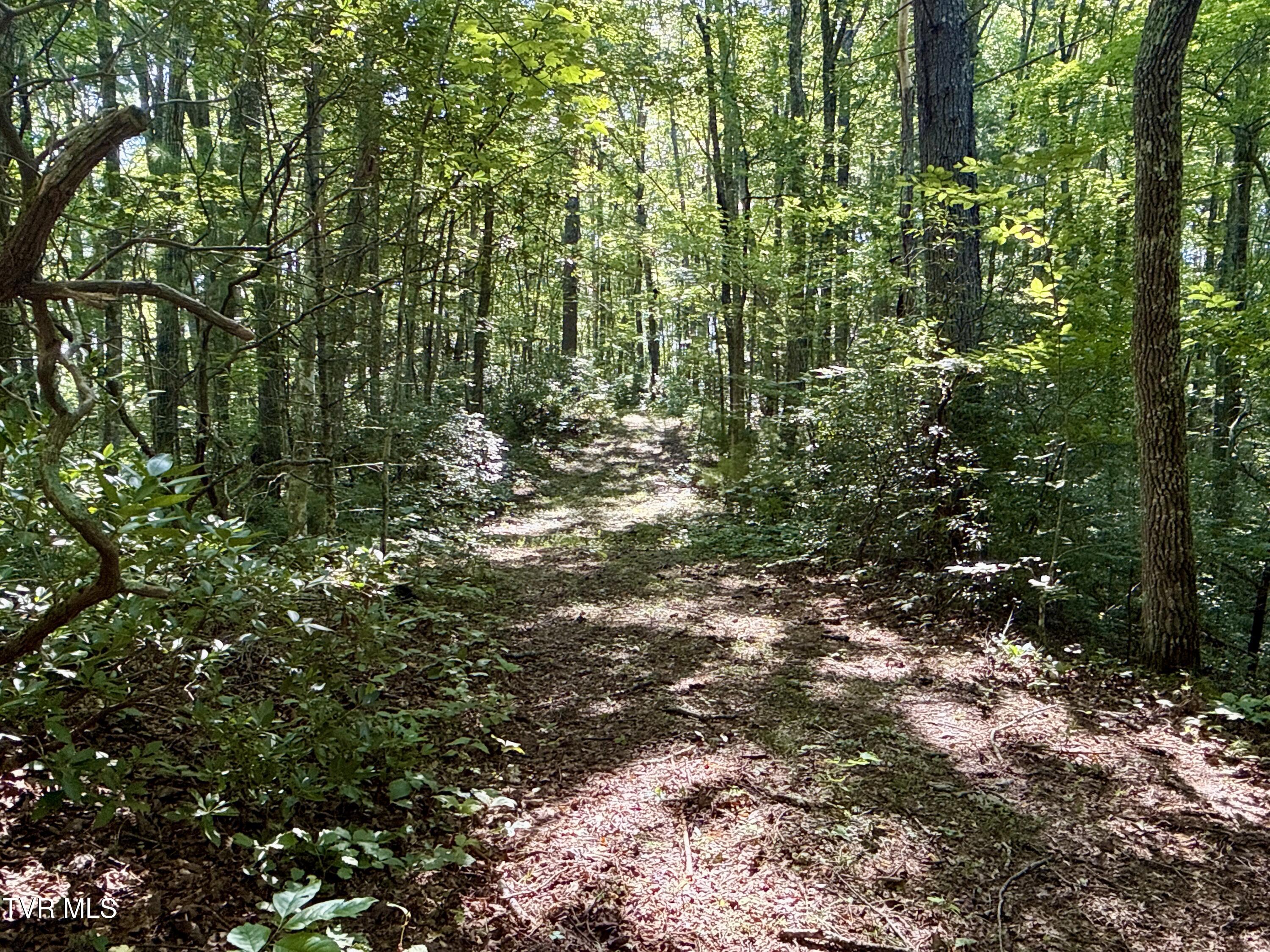 29.38-acre 29.38-acre Bull Mtn Road Del Rio, TN 37727 - Photo 5 of 30 _Pic5 (6)