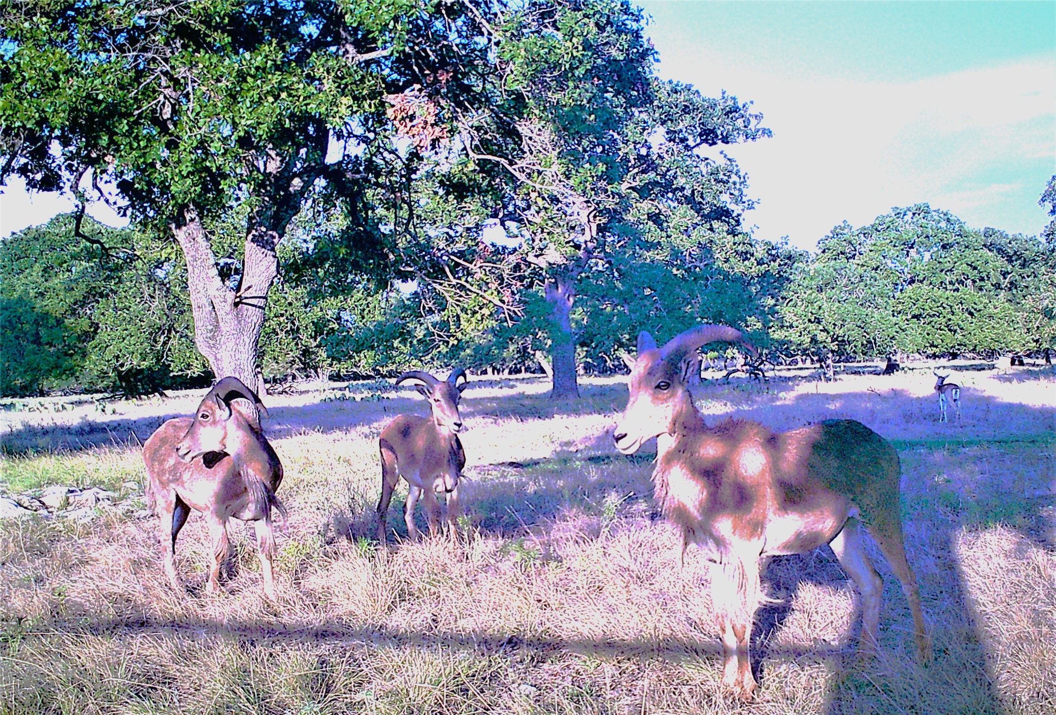 51 Dead End Rd Mountain Junction, TX 76849 - Photo 15 of 32 a view of a yard with a tree