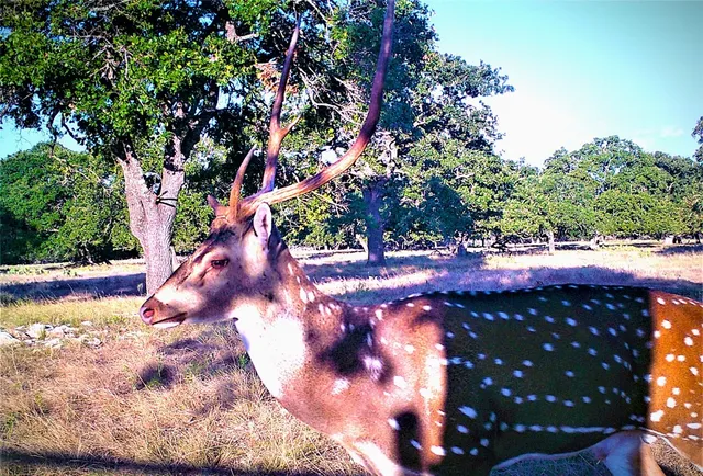 a view of a backyard with a tree