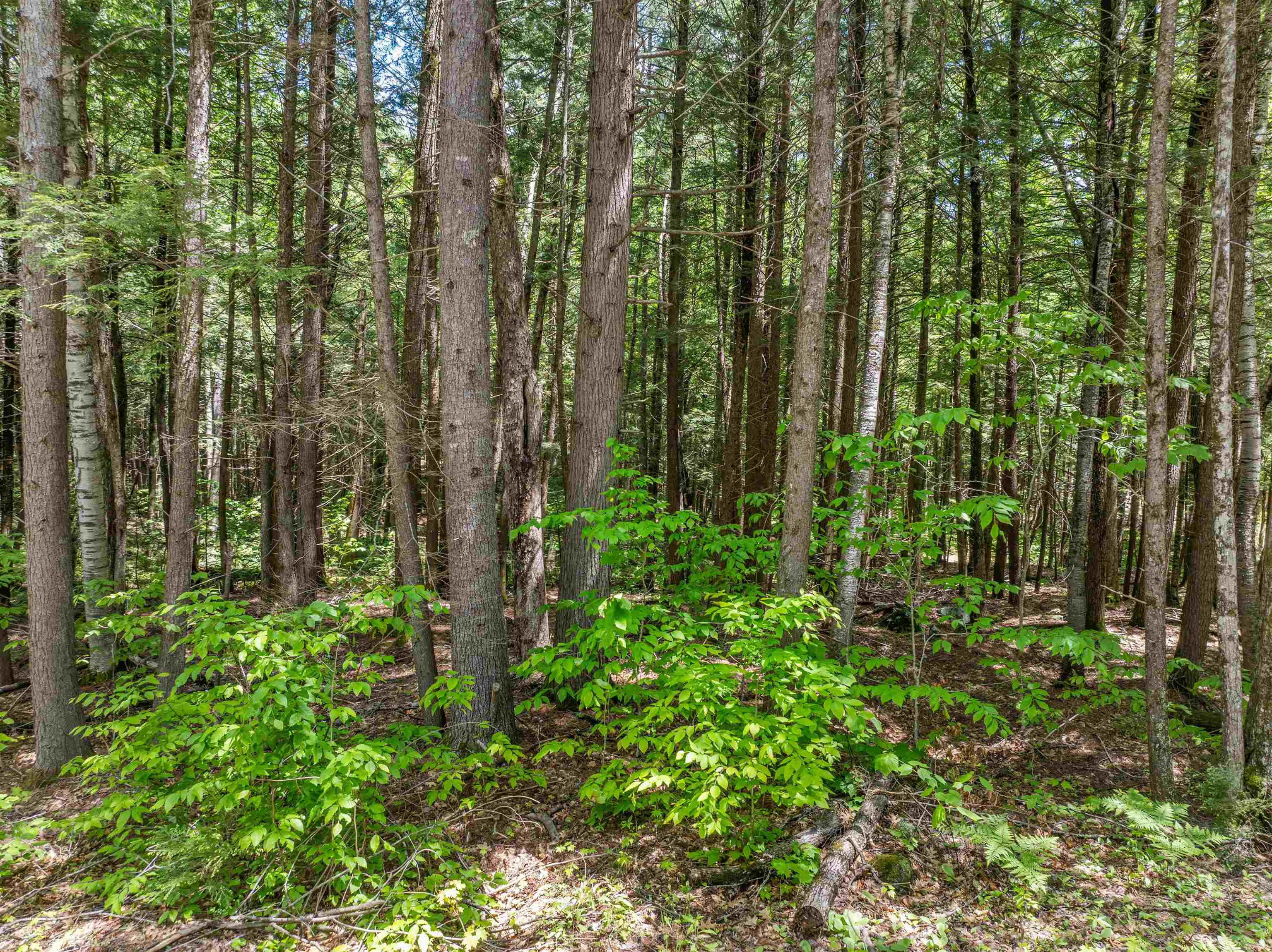 47 Forest Pond Road New Hampton, NH 03256 - Photo 29 of 60