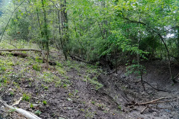 a view of a forest with trees in the background
