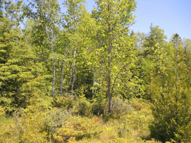 Homestead Drive Ellison Bay, WI 54210 - Photo 1 of 1