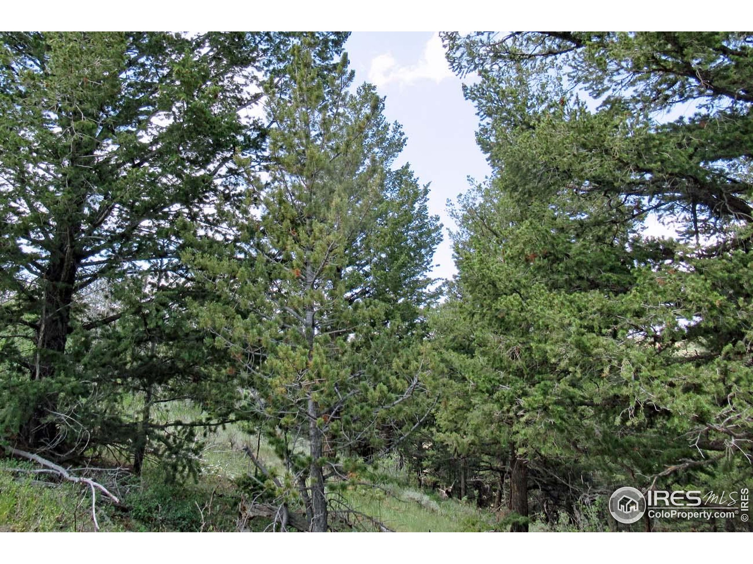 Undisclosed Address Livermore, CO 80536 - Photo 3 of 17 a view of a tree