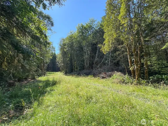 a view of a yard with large trees
