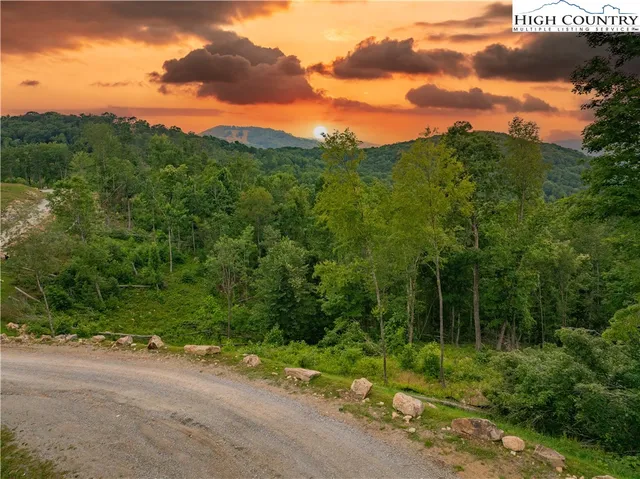 a view of a yard with potted plants and large trees