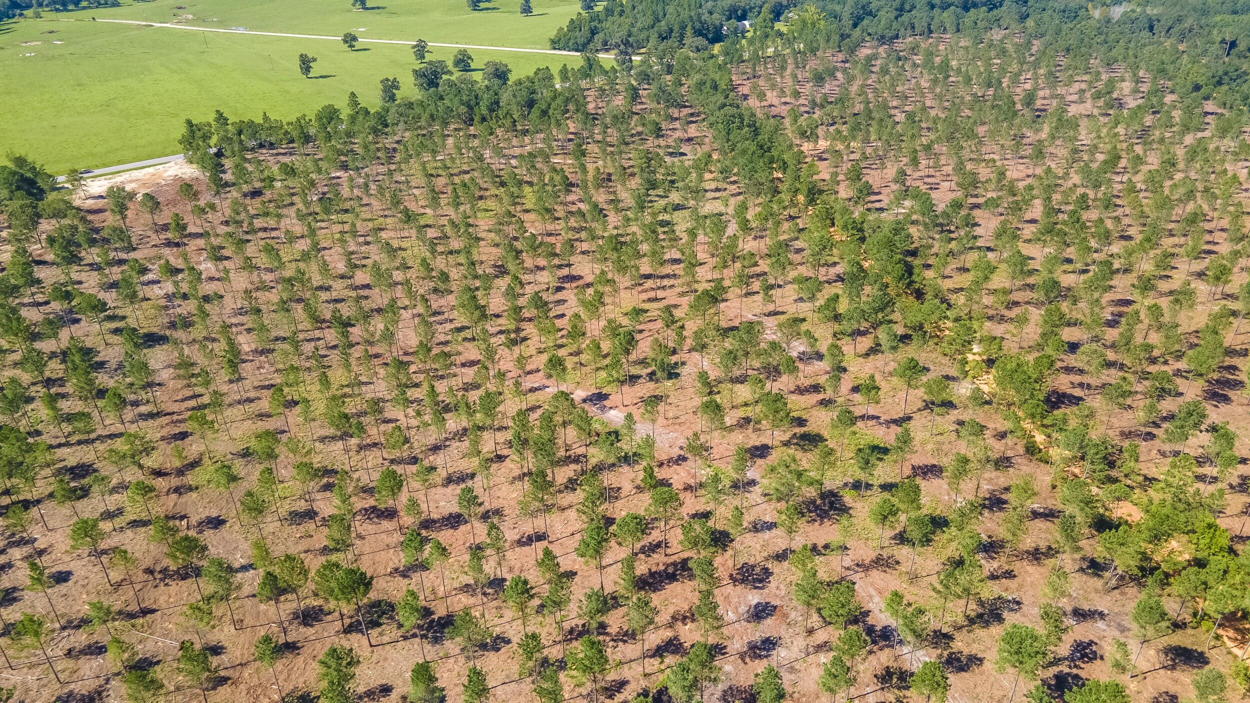 Lot 10 Shadow Lane Wagener, SC 29164 - Photo 3 of 4