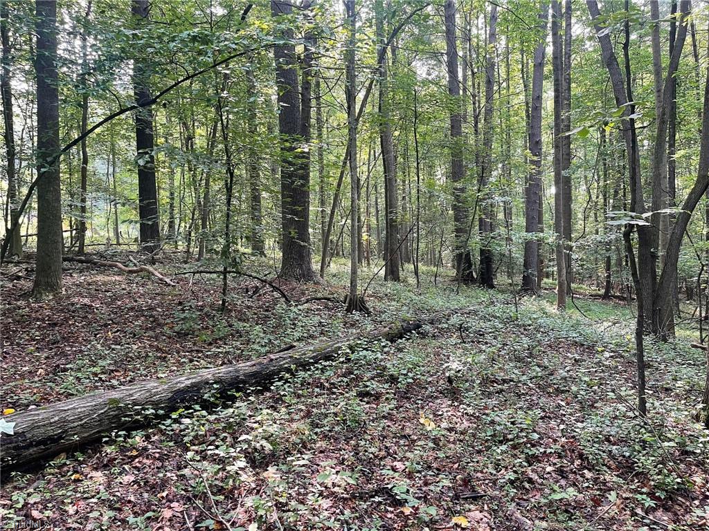 Tbd Poplar Springs Road Roaring River, NC 28669 - Photo 15 of 24 Gallery Image 15