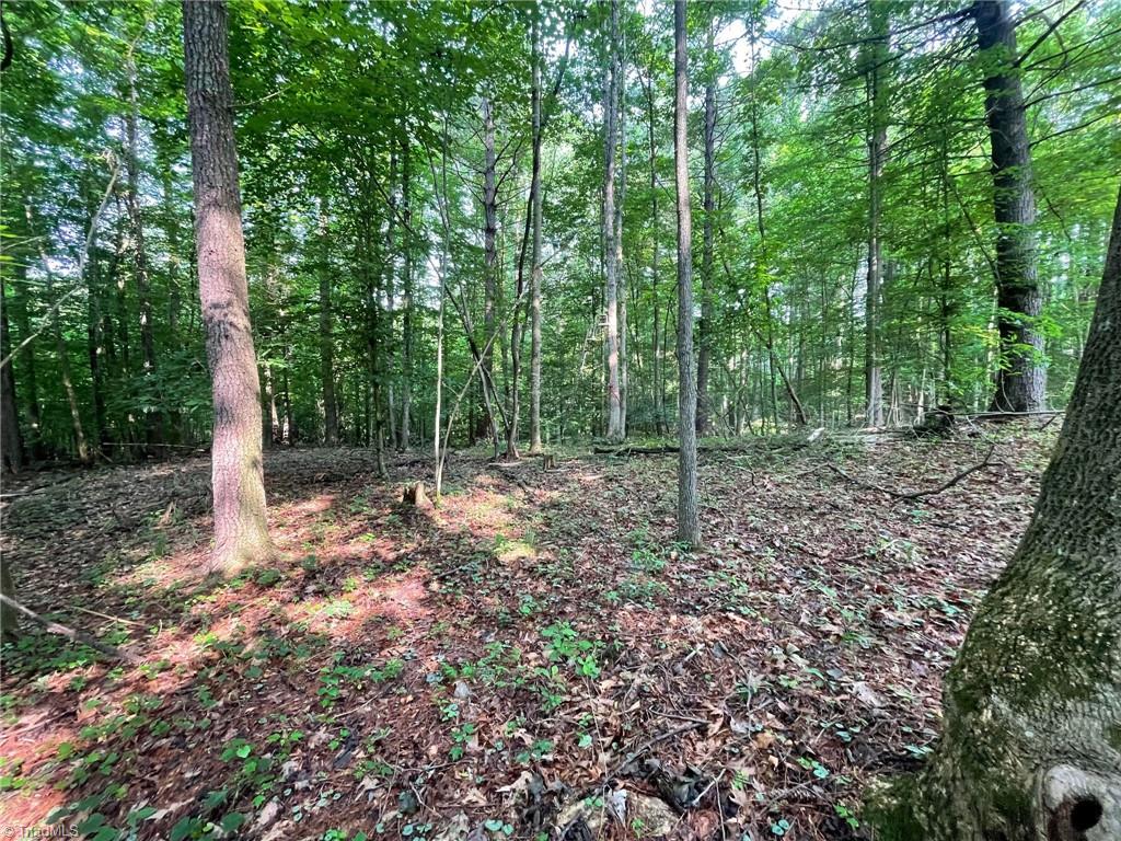 Tbd Poplar Springs Road Roaring River, NC 28669 - Photo 18 of 24 Gallery Image 18