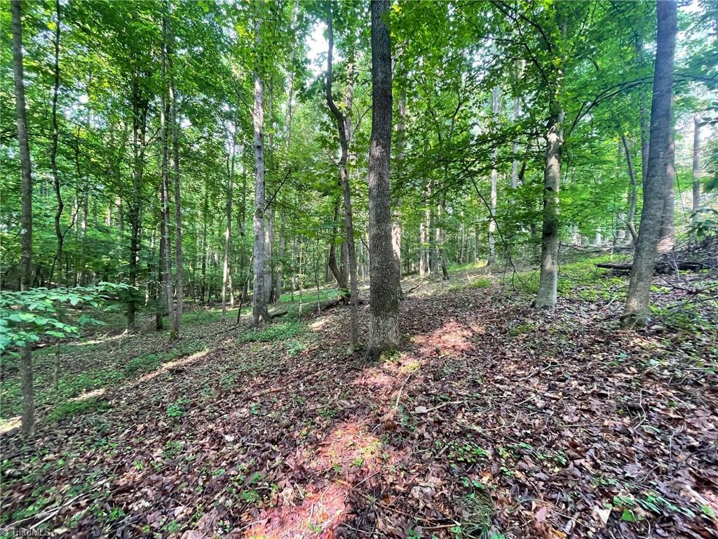 Tbd Poplar Springs Road Roaring River, NC 28669 - Photo 8 of 24 Gallery Image 8