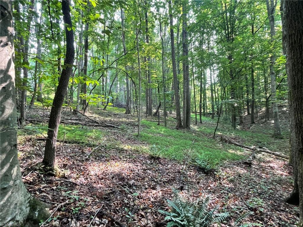 Tbd Poplar Springs Road Roaring River, NC 28669 - Photo 10 of 24 Gallery Image 10
