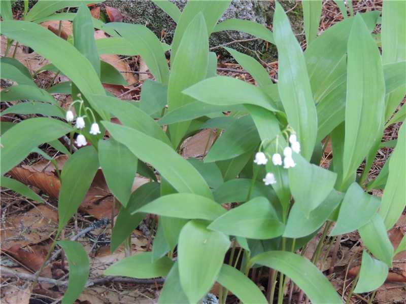 290 Hoffman Shr Road Palermo, ME 04354 - Photo 15 of 28 Land/Lot. Yes, those ARE Lilies of...