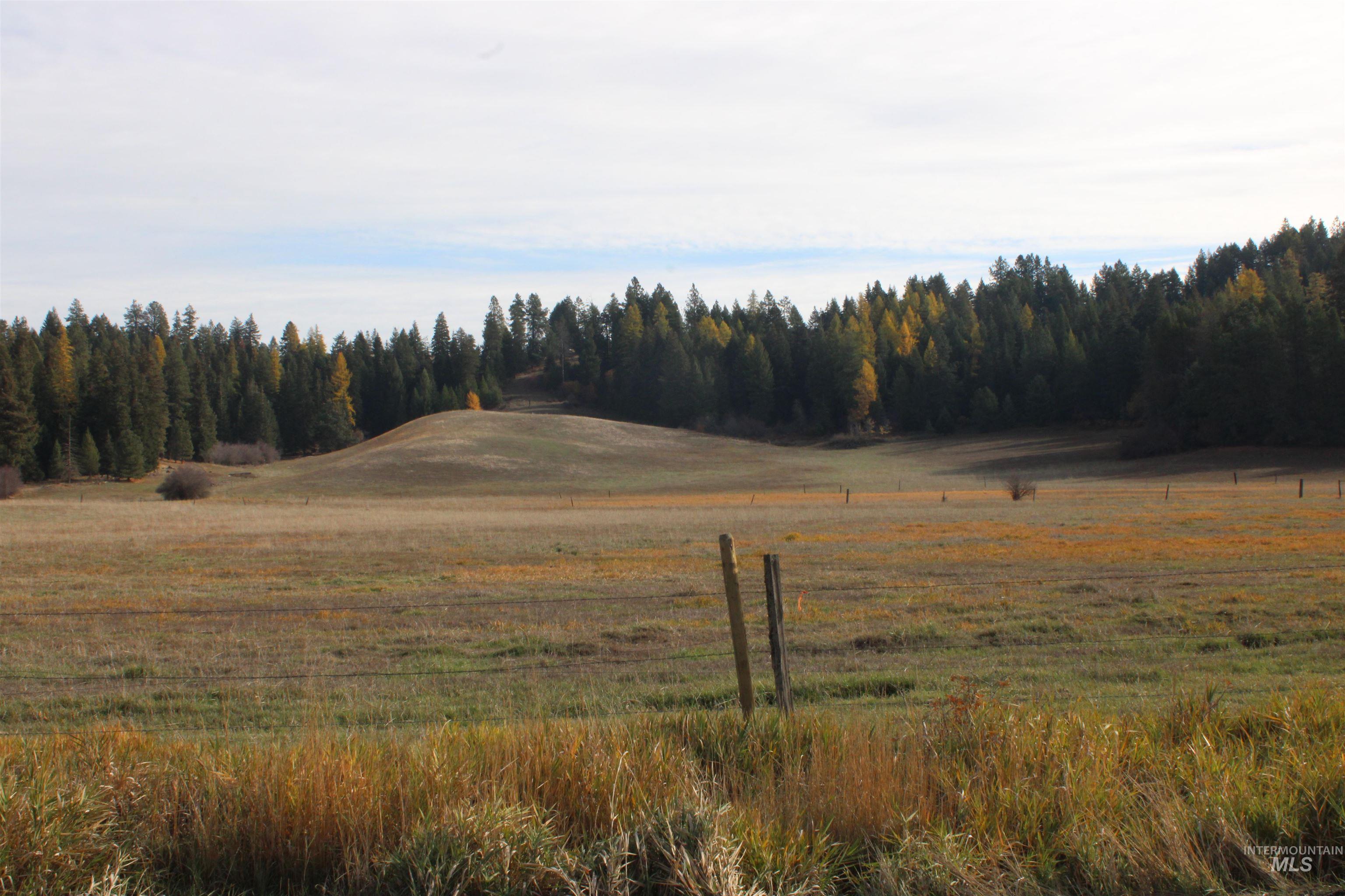 1021 Claypit Road Troy, ID 83871 - Photo 43 of 44 View of tree filled area