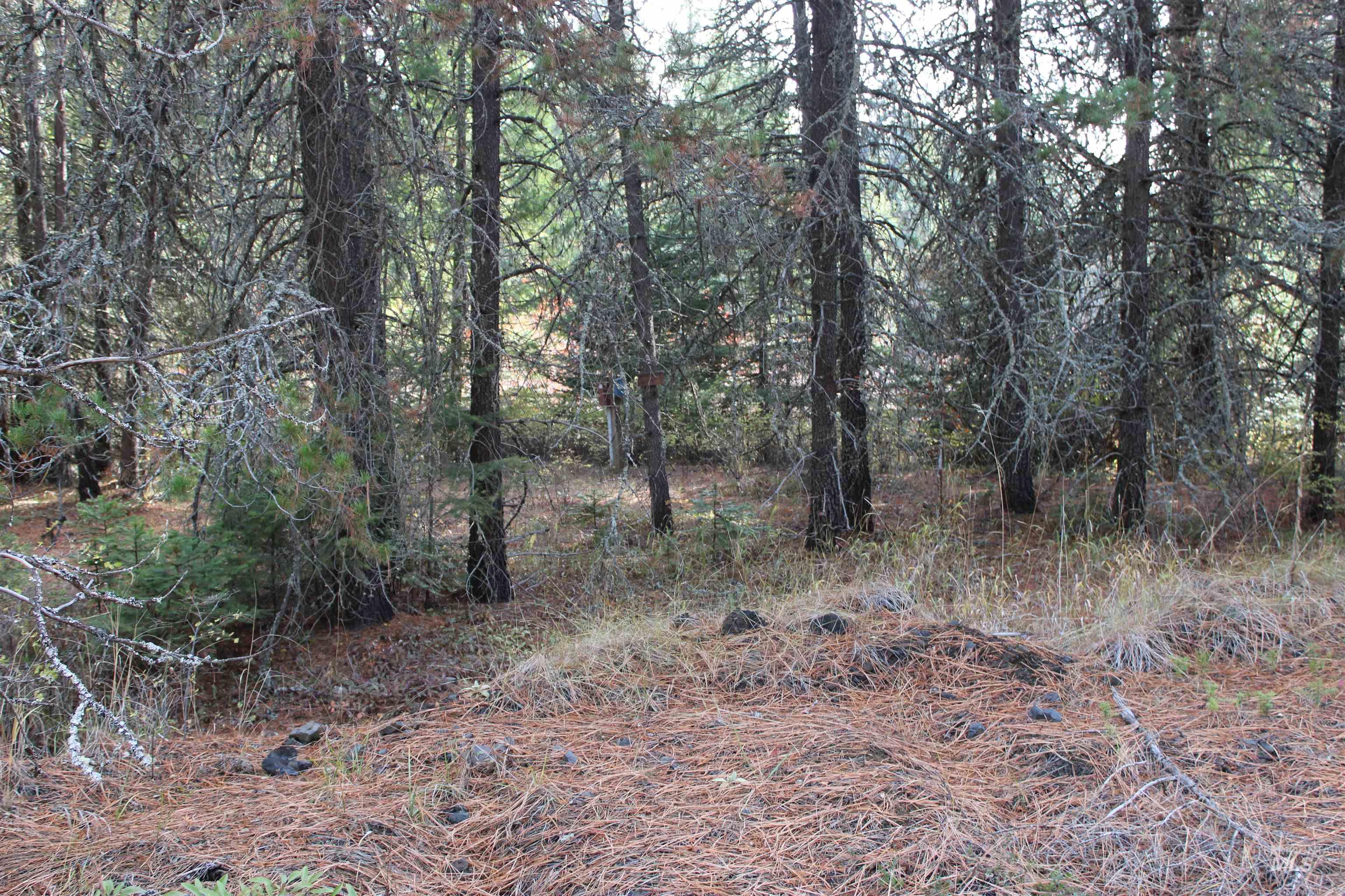 1021 Claypit Road Troy, ID 83871 - Photo 44 of 44 View of undeveloped land